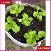 【2尺加厚】美植袋 不織布移植袋 植栽袋 種菜袋 種樹袋 草莓種薑袋 育苗袋 園藝資材 網紗袋 育苗盆 大