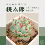 [狂買園藝] 多肉植物 桃太郎(吉娃娃) 3寸盆 🍑 /景天科/小品盆栽/仙人掌/送禮小物/婚禮小物