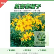 現貨速發【芳香萬壽菊】濃香型 夏日可驅蚊效果好 室內四季好養易活 耐寒耐熱 耐旱 花卉陽台庭院四季開花