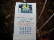 ╭＊田尾玫瑰園＊╯ 優良樹種--(雲頂牡丹) 黃金蒲桃
