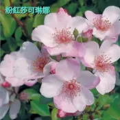 玫瑰天地 賣場3盆起才有出貨 3吋品種玫瑰苗 一箱最多8盆 粉紅莎可妮娜