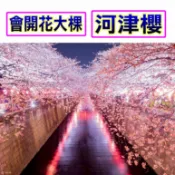 河津櫻🟡嫁接大苗🟡養到全落葉過🟡大寒櫻 粉紅吉野 染井吉野 櫻花苗 櫻花嫁接苗 富士櫻 紅粉佳人苗 櫻花樹 櫻花樹苗