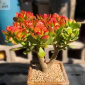 矮化日式盆栽姬紅花月紅葉玉樹多肉種子盆栽多頭群生老樁黃金花月肉花卉種子果樹苗高產植物種子