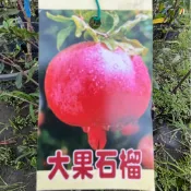大果石榴 狀元紅 石榴苗 巨大石榴 請先洽詢確認 石榴盆栽 樹苗 阡插苗 榭柳 榭榴 軟籽 突尼斯 果樹苗 路邊攤俱樂部