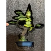 TTF 朝隈俊男 變色龍 ATF008 LARGE 正色 水墨色 玩具創作大展
