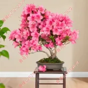現貨 盆栽杜鵑花種子（250粒）四季盆栽杜鵑花 多色杜鵑花種子 花卉種子 小院陽台種子 適合春天花卉種植 觀賞植物種子
