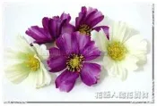 ◎花語人造花資材◎＊春天大波斯菊花頭＊新品特價優惠~可製作頭飾~胸花~髮夾