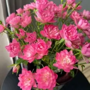 【稀有新品】玫瑰花苗 種子 濃香型 四季開花高貴玫瑰花苗盆栽花卉室內外觀花月季花苗