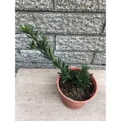 黑金剛  羅漢松｜3吋盆/3.5吋苗植袋～小品盆栽素材