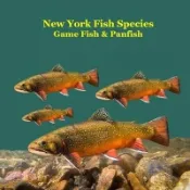 【三民網路書店】New York Game Fish and Panfish Species Kids Book: Great Book About the Different Types of Fish in New York 作者：Kinsey Marie