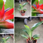 方方園藝-紅花天堂鳥特價220元超商1-2個