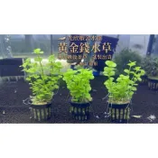 【光欣蝦舍水族】黃金錢草 / 盆裝水草 / 亮麗金黃色 / 後景草 中景草 魚缸造景 蝦缸 簡單好養 不需強光