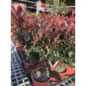 花花世界_常綠喬木 **紅芽赤楠**6吋盆/ 高30-40公分/ MA