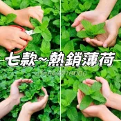 現貨秒發⚡7款熱銷~薄荷種子 食用薄荷 檸檬薄荷貓薄荷 留香薄荷 驅蚊薄荷 夏季驅蚊 發芽率高 清香淨化空氣 四季可種植