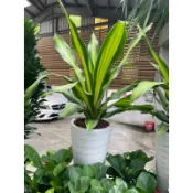 霏霏園藝  巴西鐵樹-龍血樹-特價一棵280元