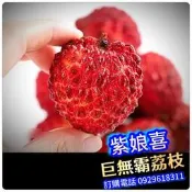 紫娘喜荔枝盆栽【巨無霸品種+結過果+高壓大苗】無核荔枝 大丁香 無籽荔枝 玉荷包 黑葉荔枝 桂味荔枝 玫瑰紅荔枝 妃子笑