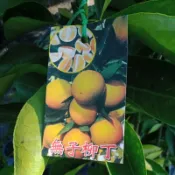 卉迎園藝 無子柳丁嫁接苗高度70公分/水果樹苗/新興果樹