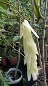 ╭＊田尾玫瑰園＊╯新品種樹種-(無憂樹)高50-60cm500元