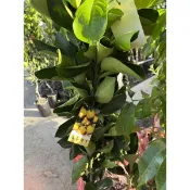 雞蛋柳丁的苗約120cm