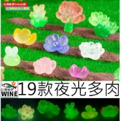 WINE台灣惟恩 微景觀 19款夜光多肉 盆栽佈置 多肉 水族 夜光 植物 乙女心 白牡丹 粉紅佳人 黃巴厘