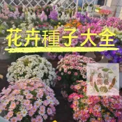 台灣現貨（80款花卉種籽）#洋甘菊#太陽花#滿天星#薰衣草#翠菊#玫瑰#茉莉花#勿忘我#波斯菊#牽牛花#梔子花#蓮花種子