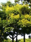 ╭＊田尾玫瑰園＊╯優良庭園用樹-(台灣欒樹)台灣特有樹種-樹冠顏色.富觀賞價值