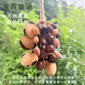 果實印尼搖鈴音束天然 愈鈴鐺果殼串鈴手鈴風鈴伴奏樂器