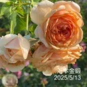 金緞 庭院豐花 灌木株型 河本系列 強香《四季有花玫瑰園》玫瑰苗 玫瑰盆栽 嫁接樹玫瑰 月季棒棒糖