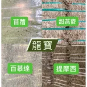 龍寶牧草🔥現貨速出🔥紫花苜蓿🐇 百慕達 甜燕麥 乾牧草 提摩西 苜蓿 兔子 天竺鼠 龍貓 陸龜