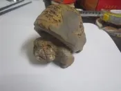【一品冊二館】(特價優惠)石雕龜 (印尼鐵丸石) 劉瑞龍