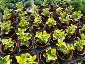 ╭＊田尾玫瑰園＊╯觀葉植物--(大葉征木)