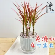小品文化｜五彩千年木 4吋盆栽｜免澆水盆栽 觀葉植物 室內植物 桌上盆栽 懶人盆栽 自動吸水盆栽 質感植栽｜仿瓷盆