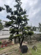 【盛宏園藝】庭園羅漢松︱成型羅漢松F803︱頭徑25公分︱高度400公分以上 (請自取)