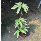 田尾玫瑰園 l 麻葉花燭、瓜葉花燭、鵝掌花燭【3吋盆 高度約30cm】觀葉植物 小品盆栽  (植物眾多歡迎聯繫客服)
