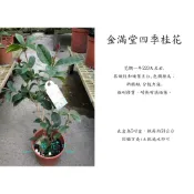 心栽花坊-金滿堂四季桂花/4吋/觀花植物/綠籬植物/綠化植物/特價180
