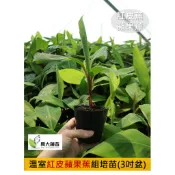 【興大種苗】(季節限定) 紅皮蘋果蕉苗(組培苗)(3吋盆)