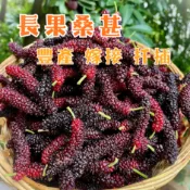 【長果桑甚】長果稀有品種 已會結果 新手必種 陽台果園 桑葚 桑葚苗 長果 水果苗 果樹苗 陽台盆栽