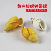協貿國際日用品生活3館 天然海螺貝殼黃色左旋螺鐘帶螺魚缸造景收藏標本寄居蟹房子替換殼