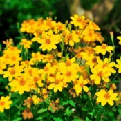 現貨 芳香萬壽菊 (50粒）四季種植 濃香型 夏日可驅蚊效果好 室內四季好養易活 耐寒耐熱 耐旱 花卉陽台庭院四季開花