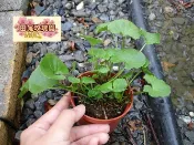 ╭＊田尾玫瑰園＊╯藥用植物--(雷公根.積雪草.蚶殼草)-是相當被重視的藥材