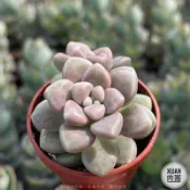 一吋迷你盆【珍珠姬秋麗】多肉植物|多肉|景天科｜療癒小物| 組盆|綠手指必備|［Xuan肉園］