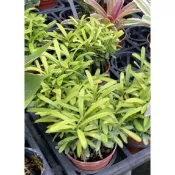 🌲羅漢松苗3吋盆小品 實際商品拍攝 2025/12月觀葉植物