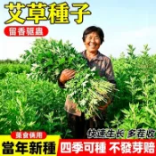 台灣艾艾草種子 端午艾 可做艾草粿青草茶 驅蚊藥用香草 四季盆栽種籽 多年生艾草 艾絨艾灸原料 居家驅蚊 可食用多茬採收