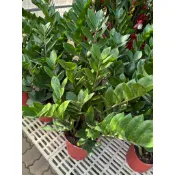 植入日常 金錢樹 耐陰 好種植 六吋盆  超商與蝦皮寄送六寸盆一單兩盆為限  網美植物 店面擺設