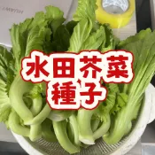 水田芥菜種子 台灣山葵菜 豆瓣菜 西洋菜苗 水生野菜 家庭盆栽 四季可種 耐濕好栽 快速發芽