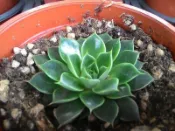 多肉植物 ** 大和美尼 ** 3吋盆/高10cm 抒壓漂亮觀賞好療癒【花花世界玫瑰園】OvO