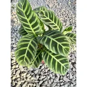 植系青屬-天鵝絨竹芋/美人蕉竹芋/室內植物/觀葉植物/五吋盆