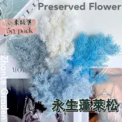 蓬萊松 永生蓬萊松 5送1 壽松 不凋蓬萊松 5克/1束 浮游花材料包 手作花材 A級永生蓬萊松 不凋花盅配件