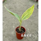 《花鄉園藝》斑葉美人蕉、線葉美人蕉