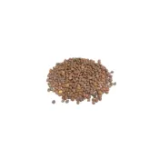 (店+)【蔬菜之家】00C03大包裝.美豐白蘿蔔18克 日本進口超雲大根種子